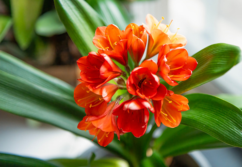 Indoor flower Clivia in a pot, isolated on white background.
