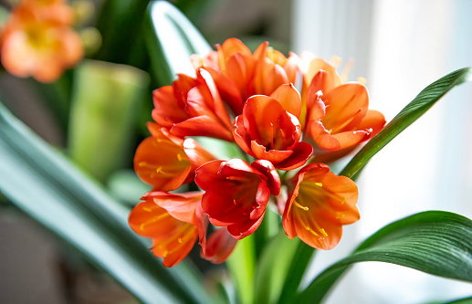 Orange lillies with spots on petals on light background. Home plants.