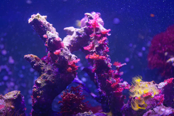 水族館の色とりどりのサンゴ礁 - beauty in nature coral angelfish fish ストックフォトと画像