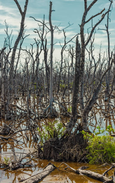 istock Everglades National Park, Florida 1526526022