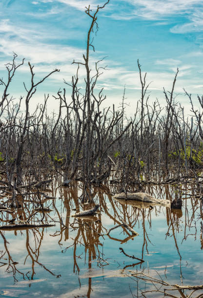 istock Everglades National Park, Florida 1526527053