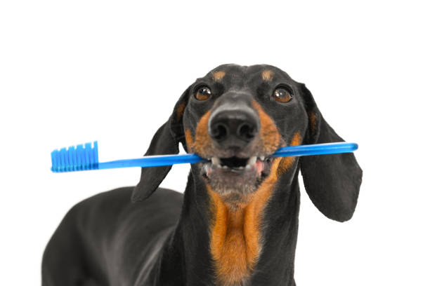 perro sostiene cepillo de dientes azul en su boca limpieza de dientes de mascotas, prevención veterinaria - grooming dog pets brushing fotografías e imágenes de stock