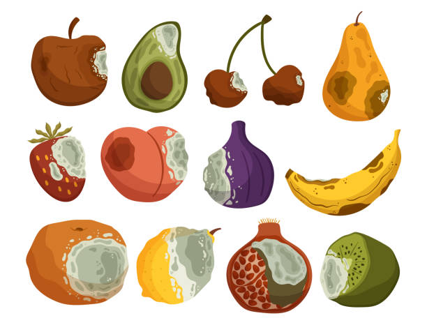 ilustrações, clipart, desenhos animados e ícones de conjunto de frutas podres isoladas, alimentos decompostos e estragados com odor fétido, aparência descolorida e textura mole - rotting