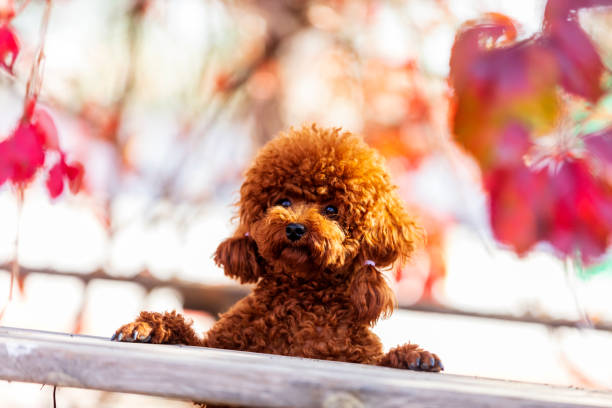 istock A toy poodle in autumn 1526560839