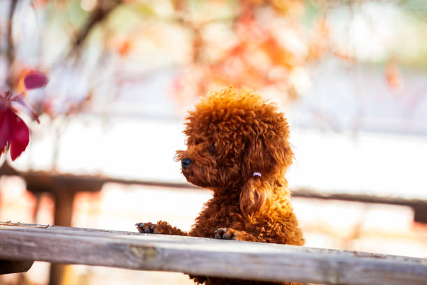 istock A toy poodle in autumn 1526561363