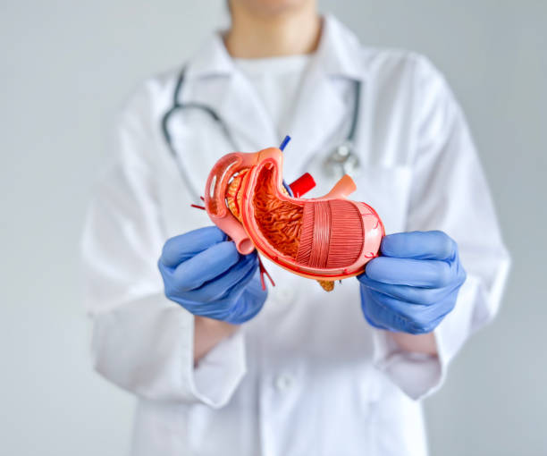 istock Doctor holding a human stomach 1526569456
