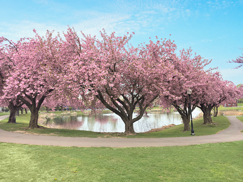 Memorial column in Lake Elizabeth west park in Pittsburg over cherry spring flowers, Pennsylvania, USA