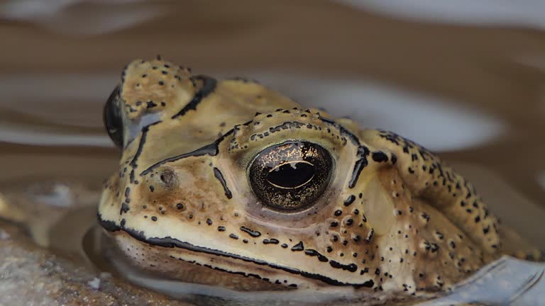 Toad in nature.