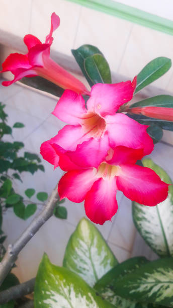 istock very pretty red flower 1526689875