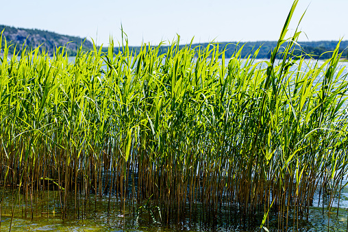 A tall grass, sedge on the shore of the lake, glistened with dew in the strong sunlight