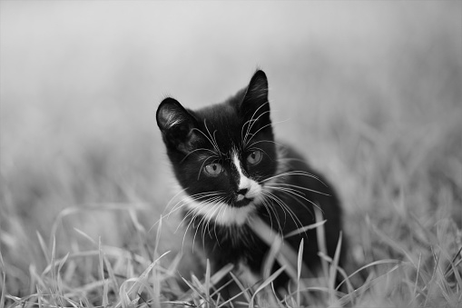 Black and white kitten resting on the grass. BW photo.