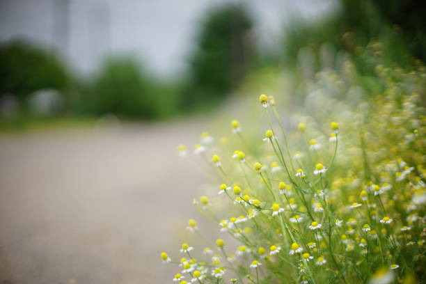 istock Small white daisy flowers grow by the road. Rural scene on a blurred background. Soft selective focus, art bokeh. 1526712372
