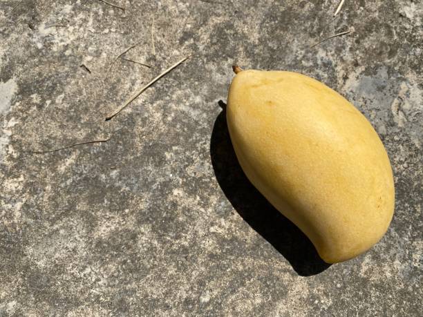 Mango, The original Thai fruits with concrete background