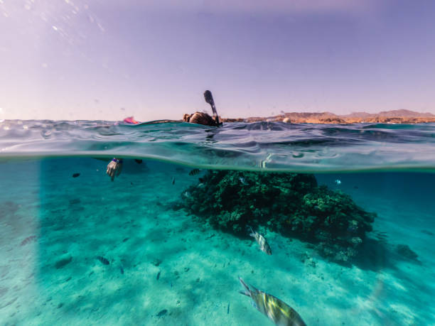 istock Woman snorkeling underwater and surface split view 1526737568