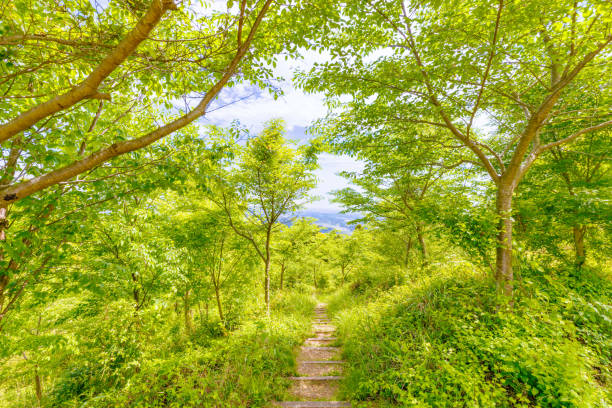 Bright green early summer plants and mountain trails