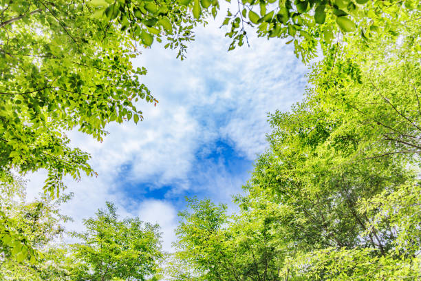 istock Bright green early summer plant 1526738686