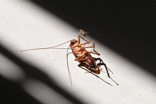 Cockroach upside down on the floor