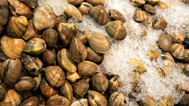Clams on ice for sale in the market stock photo