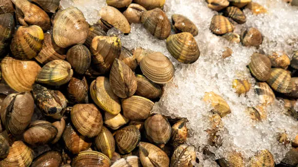 Photo of Clams on ice for sale in the market