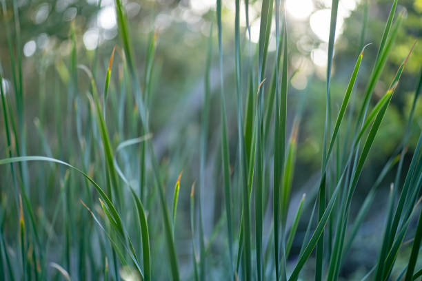 Grass on blurry background stock photo