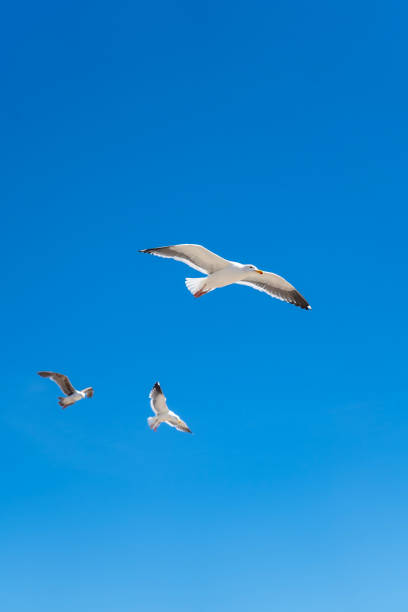 istock Seagulls flying in a blue sky 1526779172