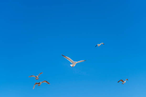 Seagulls flying in a blue sky stock photo