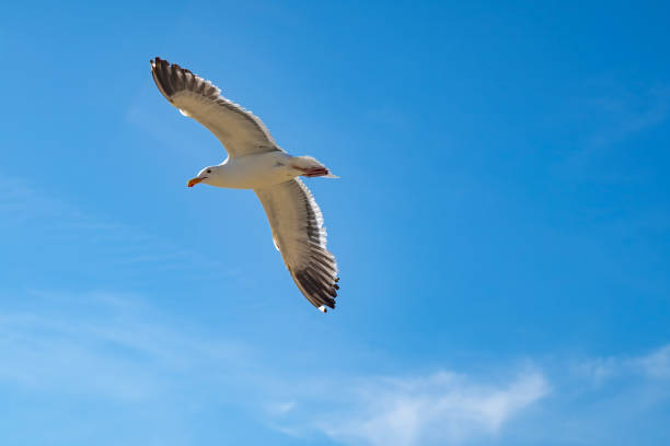 Single seagull flying in a blue sky stock photo