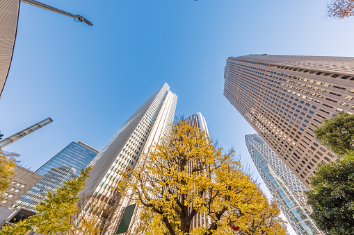 Buildings in Tokyo and trees with autumn leaves