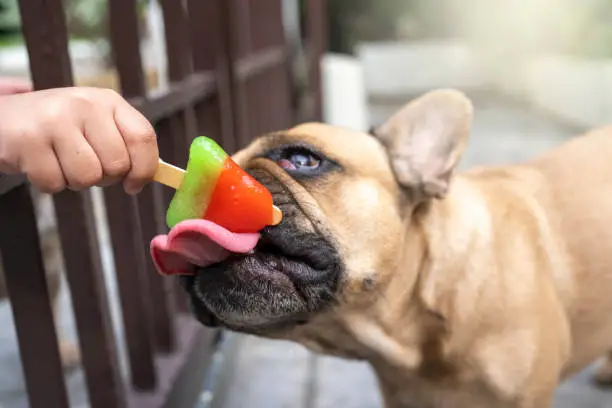 Photo of Dog licking popsicle at fence on summer heat.