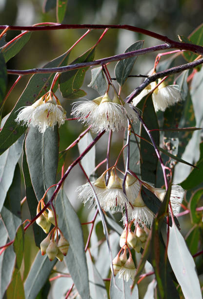 White cream blossoms and buds of the Australian native Mugga or Red Ironbark Eucalyptus sideroxylon, family Myrtaceae, in central west NSW. Small to medium sized gum tree endemic to dry sclerophyll forest and woodland of eastern Australia. Hardwood used for timber.