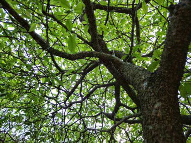 istock Photograph up to the tree top shot from below tree. 1526876726