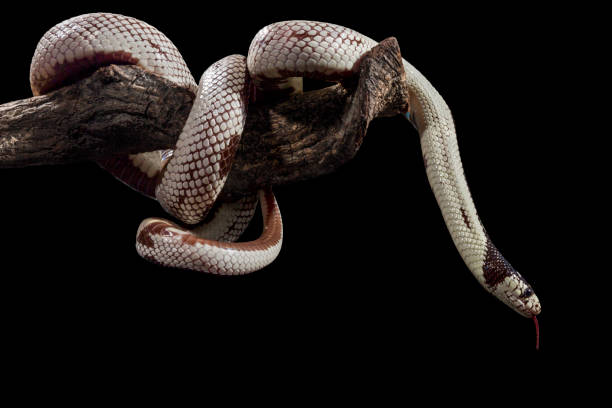 istock White snake on a branch, dark background, indoor studio light 1526969715