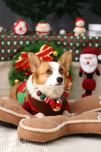 Christmas themed pets, pets in Christmas clothes, festive theme, close-up