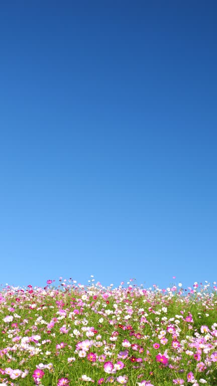 Colorful cosmos flowers blooming and swaying in wind in autumn or fall, Flora or blossom background, Vertical video for smartphone footage