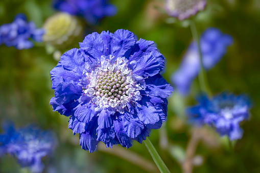 Blue Scabiosa (Scabiosa Caucasica Perfection Blue), Pincushion Flower. Blurred bokeh background. Flowers are lavender to blue with an outer ring of frilly petals and a center with protruding stamens.