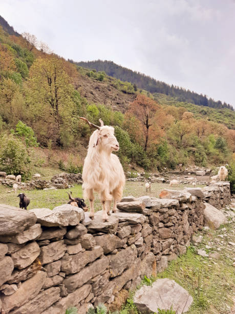 istock Sheep and Goats at Har Ki Dun 1527029896