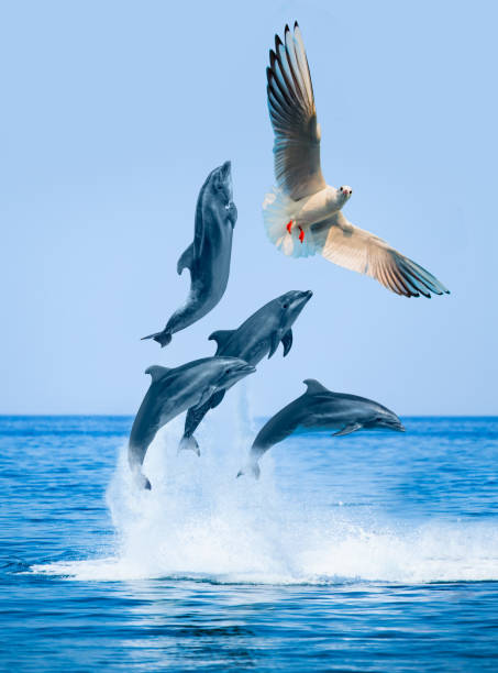 istock Group of dolphins jumping on the water 1527031256