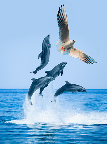 Underwater view of Dolphins Swimming