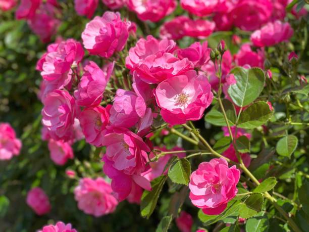 istock Rose pink little flowers beautiful blossom. 1527031282