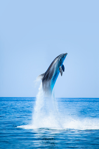 Group of dolphins jumping from the sea (Atlantic Ocean, Madeira Island).