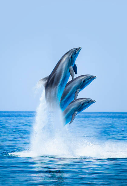 istock Group of dolphins jumping on the water 1527031288