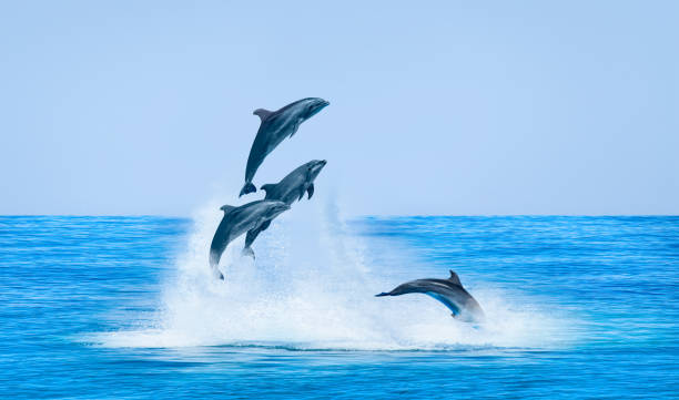 istock Group of dolphins jumping on the water 1527031289