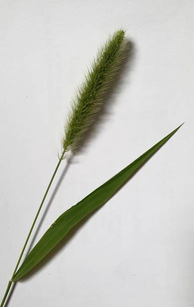 istock Beautiful grass flowers, nature is always beautiful. 1527031566