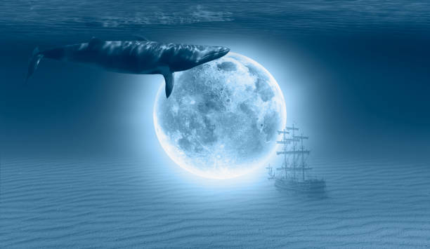 istock Humpback whale swiming underwater with Full Moon in the background 1527032240