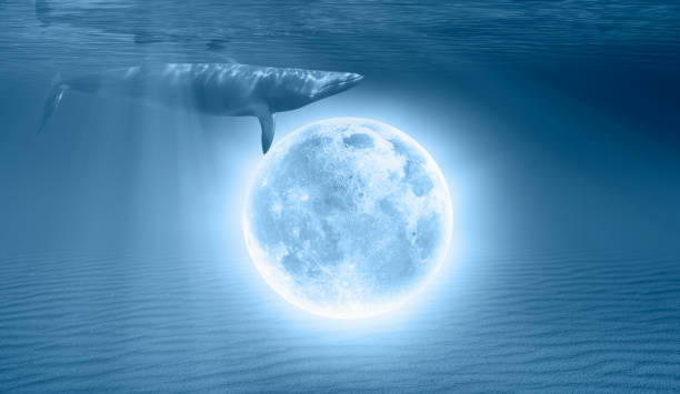 istock Humpback whale swiming underwater with Full Moon in the background 1527032241