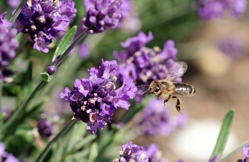 Lavender Bee in action