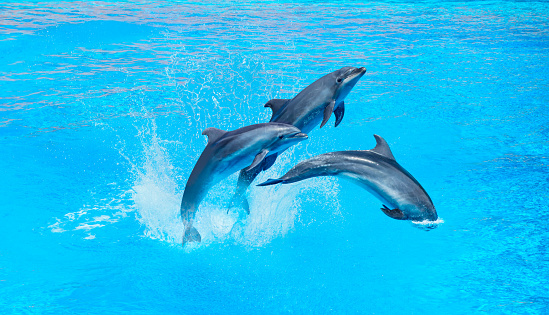 A Peale's dolphin springs into the air as it swims in the waters of the coast of Chile.