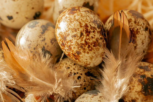 Quail eggs with feathers close-up in the sun.Small speckled eggs and brown fluffy feathers.Animal protein.Useful healthy food and products.Organic farm natural quail eggs set.