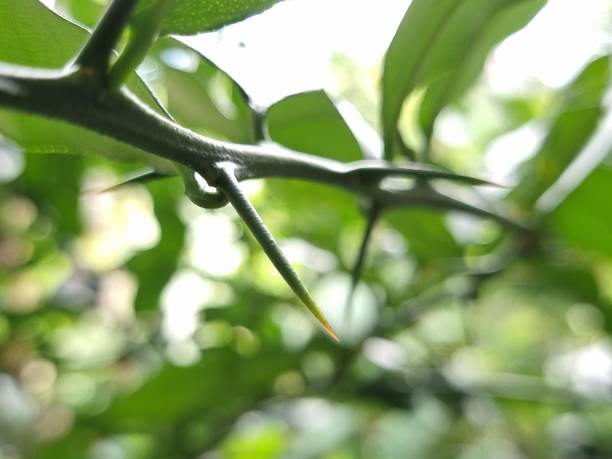istock Thorns of kaffir lime branches. Finger prick. Blurred background. Natural disaster. 1527041156