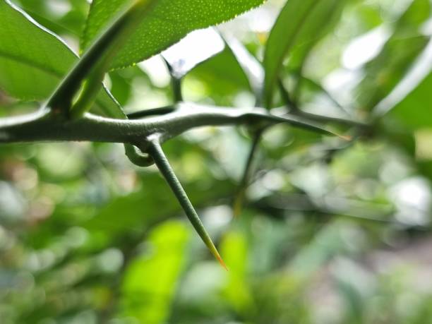 istock Thorns of kaffir lime branches. Finger prick. Blurred background. Natural disaster. 1527041160